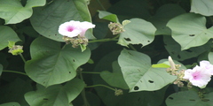 Argyreia cymosa